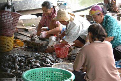 pesca (6)  ALIMENTOS MERCADO